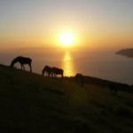 アメリカジョッキークラブカップで、もっとも回収率の高かった競馬のレジまぐ予想