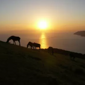 アメリカジョッキークラブカップで、もっとも回収率の高かった競馬のレジまぐ予想